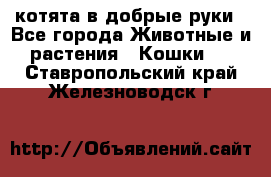 котята в добрые руки - Все города Животные и растения » Кошки   . Ставропольский край,Железноводск г.